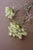 Lace Flower Spray