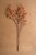 Rice Flower Rust Stem