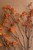 Rice Flower Rust Stem