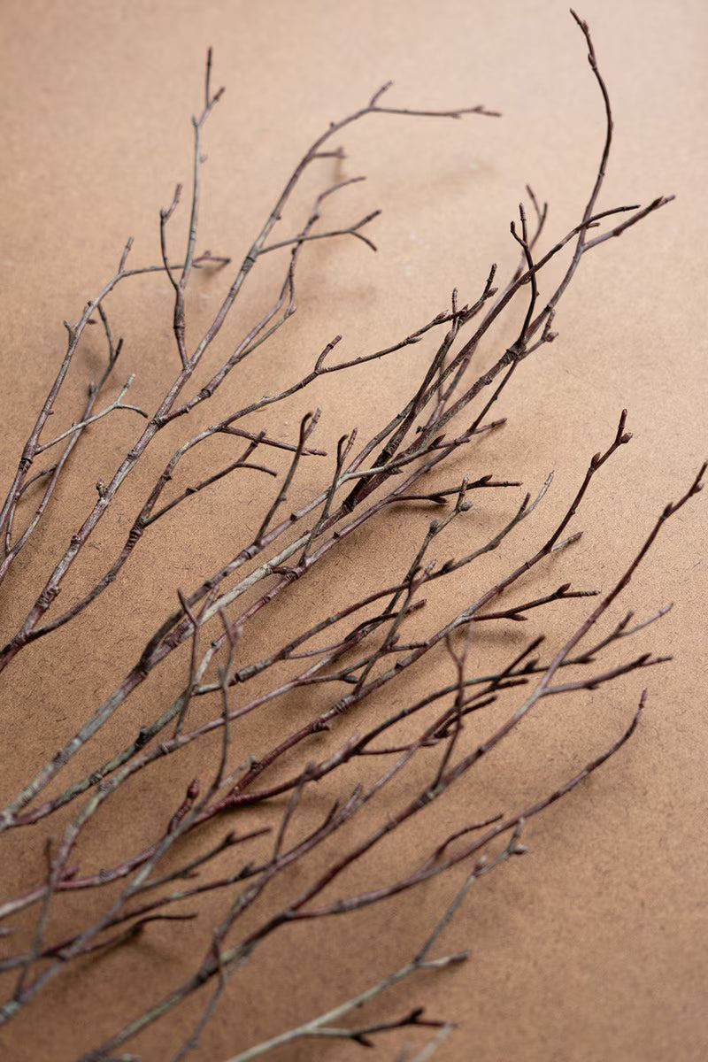 Birch Branch Stem