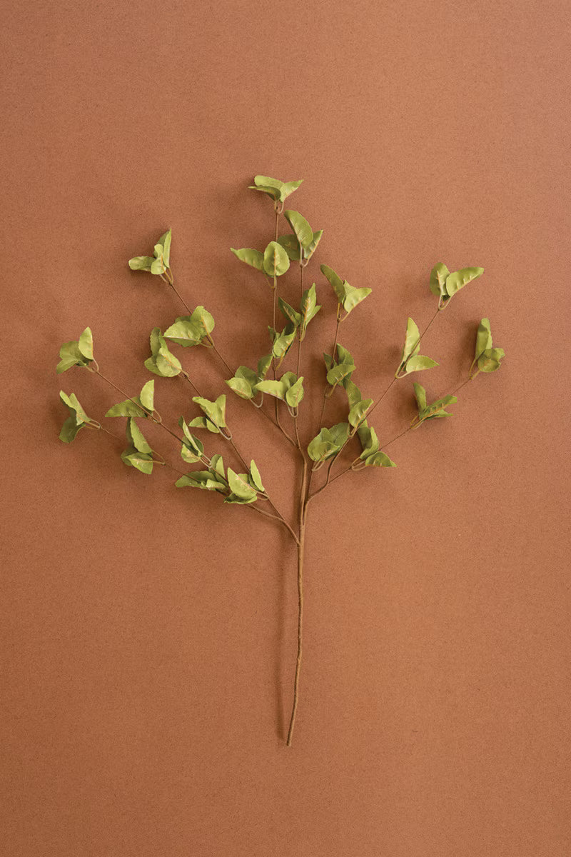 Botanica 9035