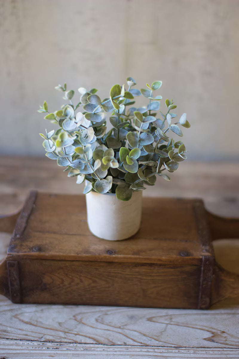 Boxwood Sage in Pot