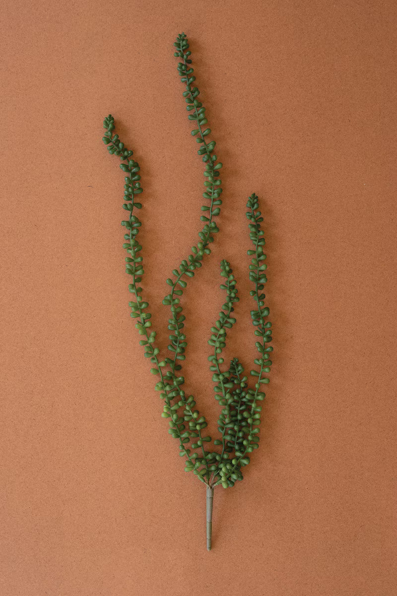 Necklace Fern Succulent