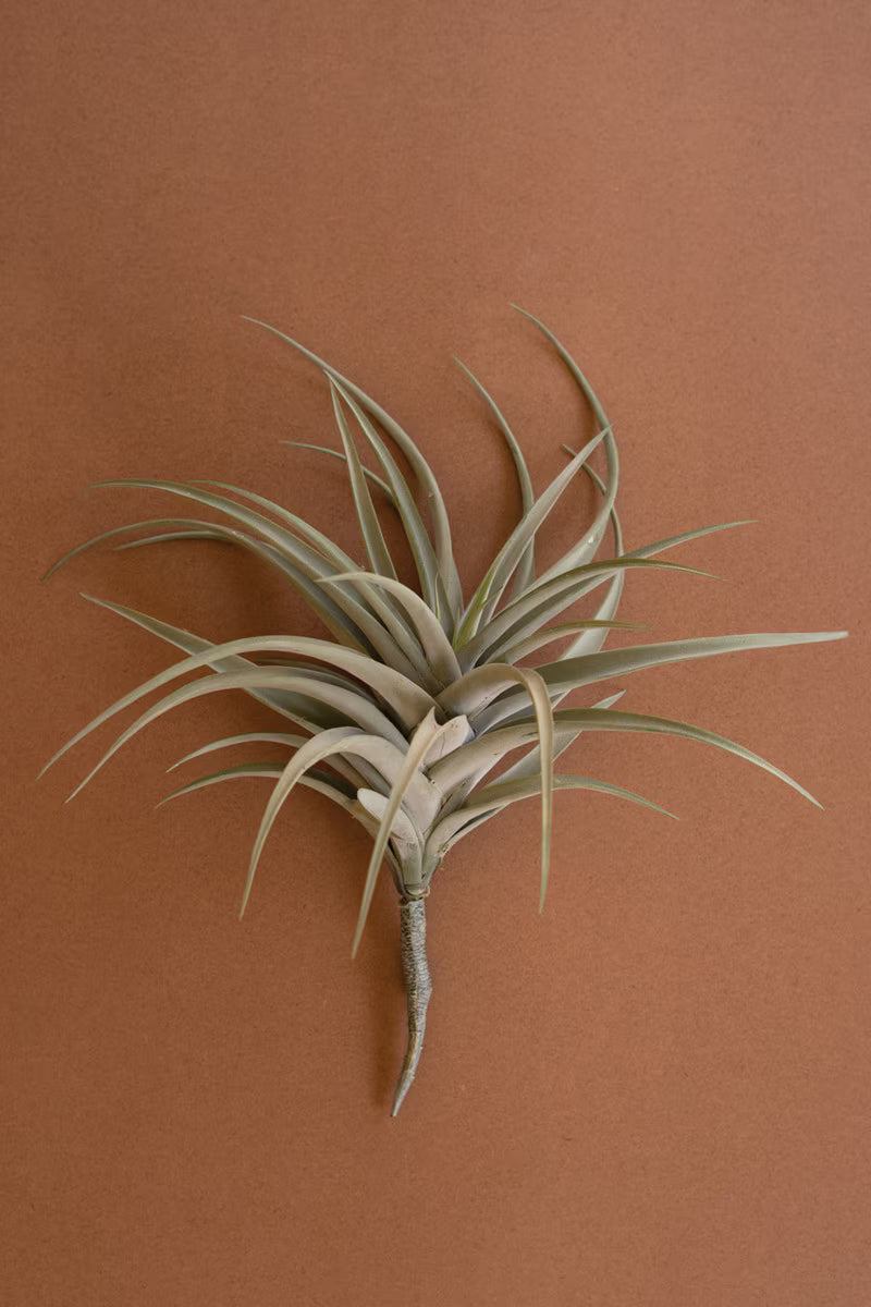 LARGE AIR PLANT