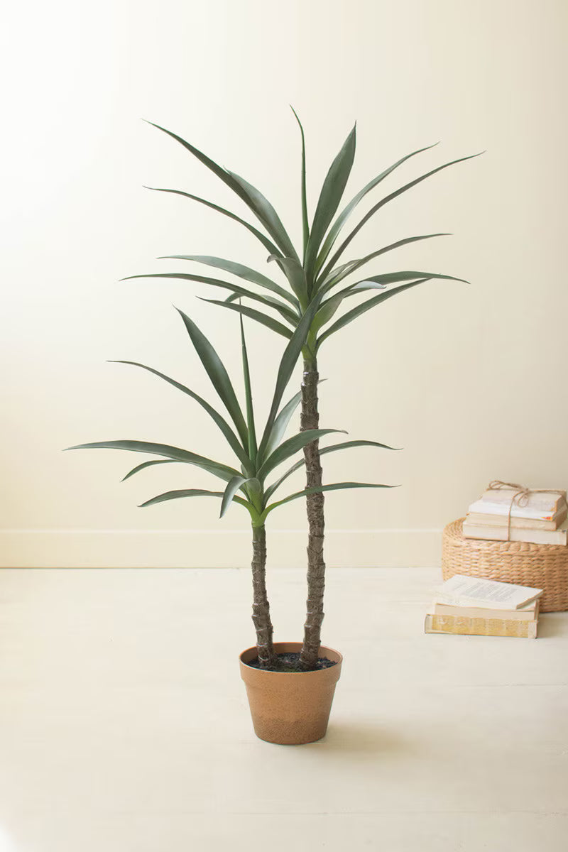 Heineken Plant in Pot