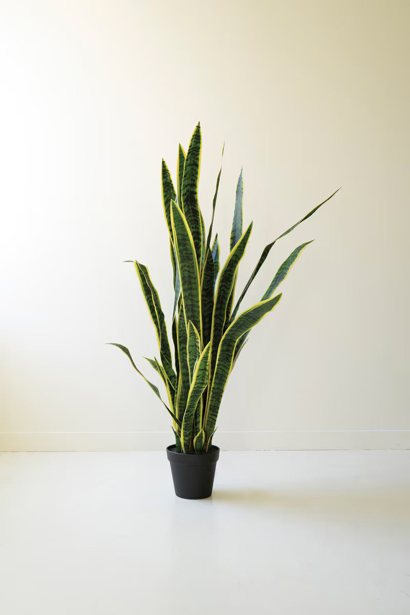 MIL Plant in Black Pot