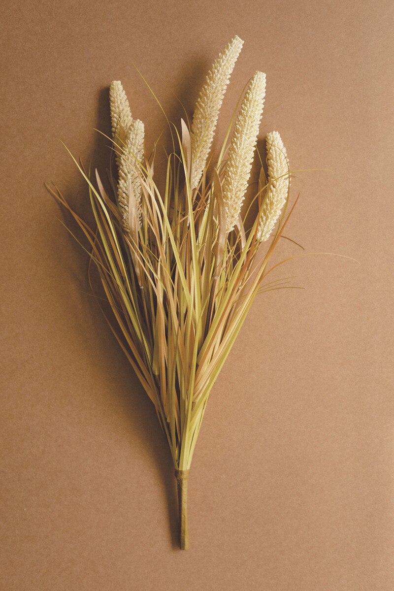 Feather grass Stem