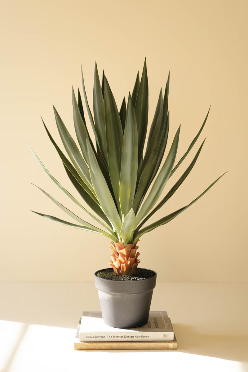 Sisal plant in pot