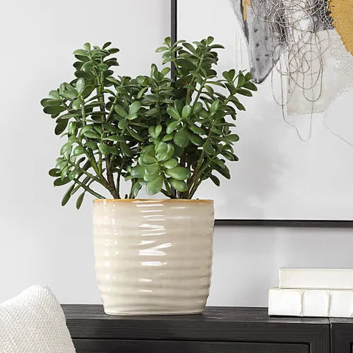 Crassula Jade Accent Plant