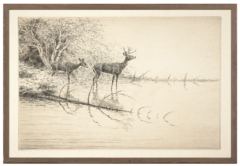 Northern White Tails